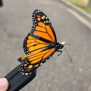 Meet your Posher, Raven